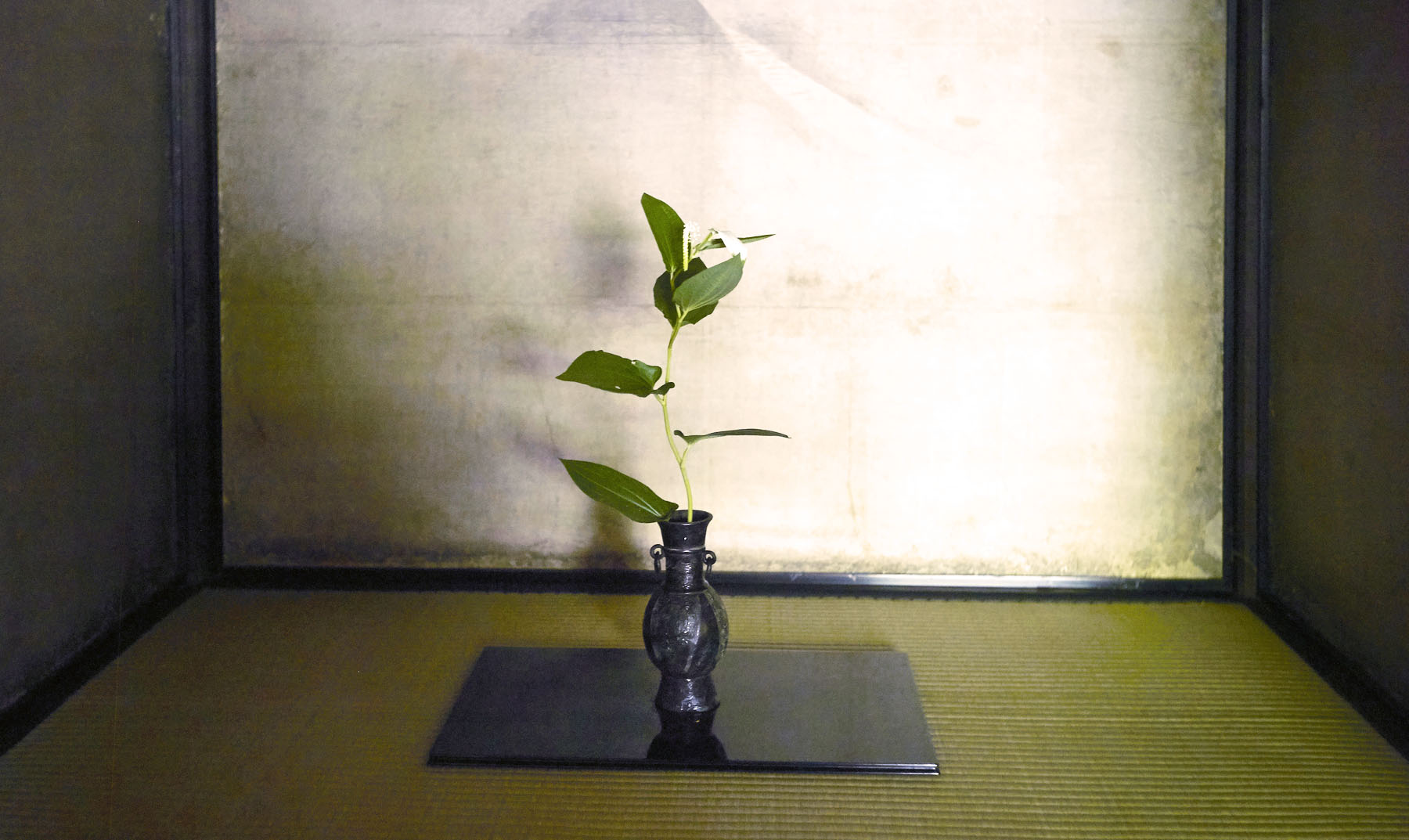 flower in a vase